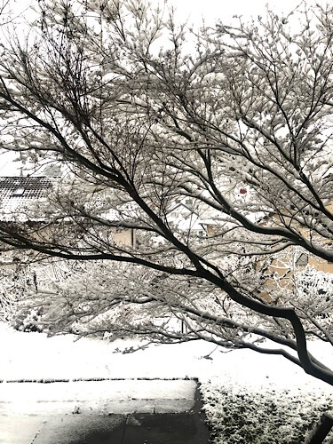 Blick aus Zimmer auf Baum mit Schnee