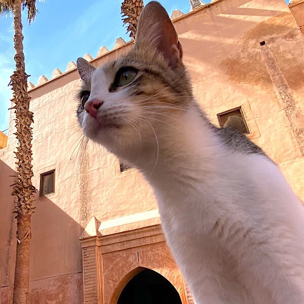 Katze in Marrakesh 