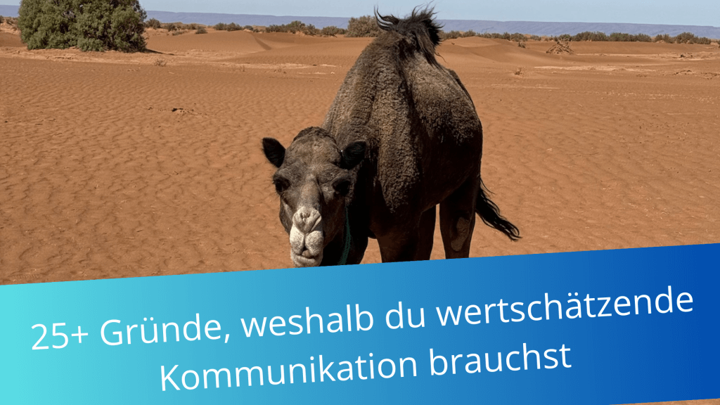 Ein Kamel schaut in die Kamera. Es steht in der marokkanischen Wüste. 
