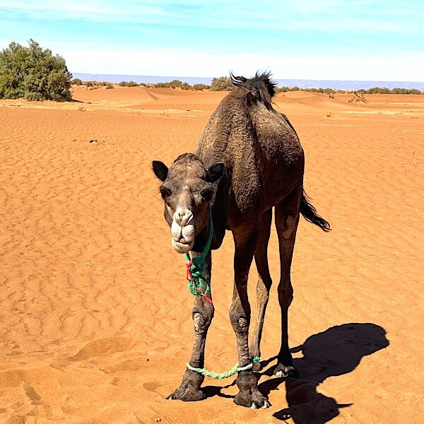 Kamel in der Wüste von vorne. 