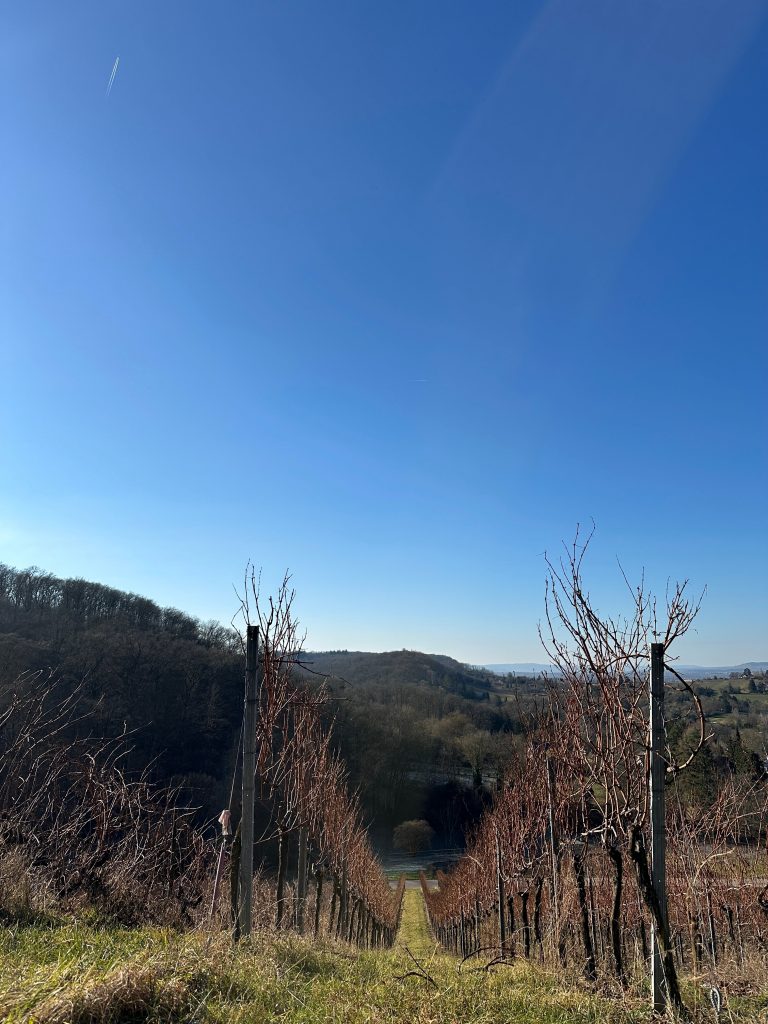 Weinberg in Heilbronn