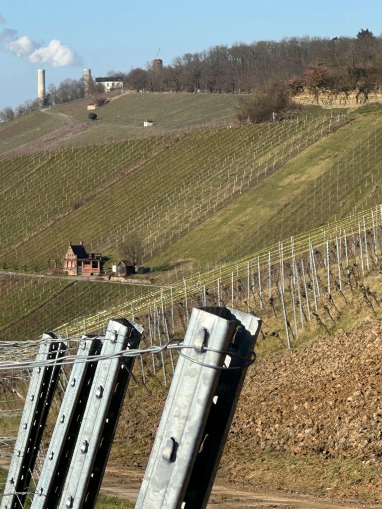 Weinberg in Heilbronn
