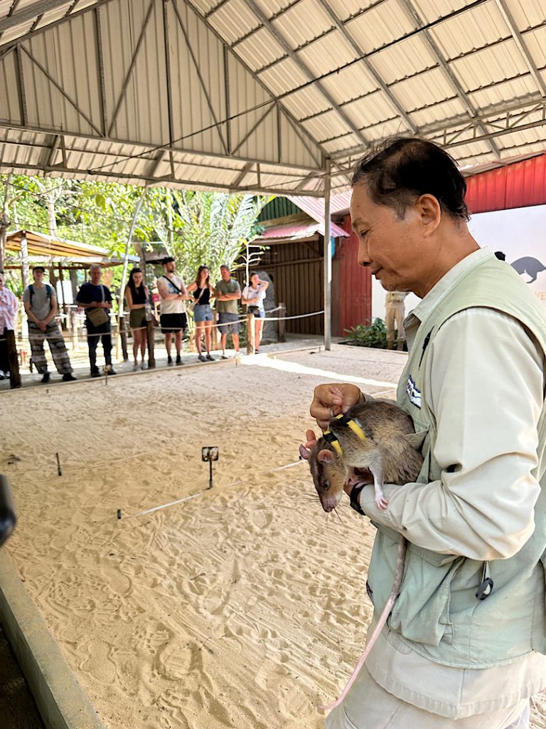 Im Hintergrund ist sandiger Boden in einer offenen Halle. Es sind Leinen gespannt. Ein Mann trägt am rechten Bildrand die Minensuch-Ratte auf dem Arm.