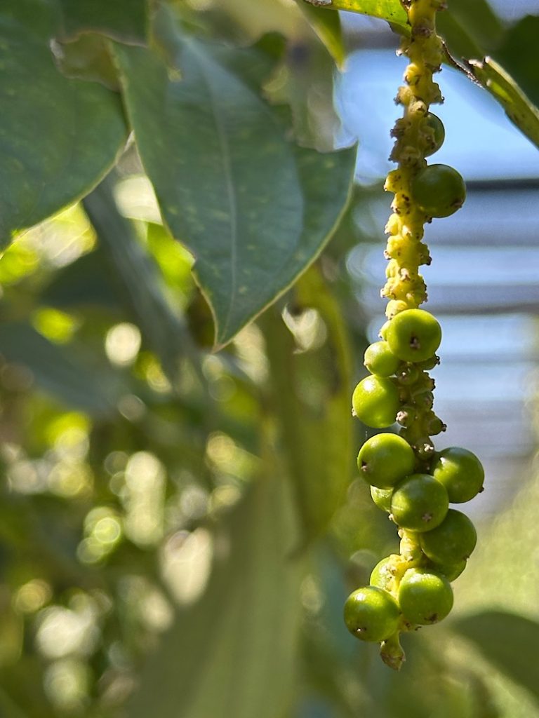 Auf der rechten Seite ist eine Pfefferfrucht zu sehen. Sie ist grün. Es ist in Kampot, Kambodscha aufgenommen