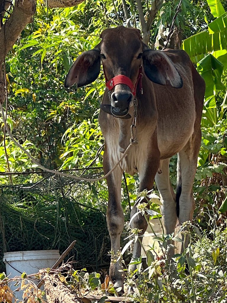 Eine kambodschanische Kuh schaut in die Kamera